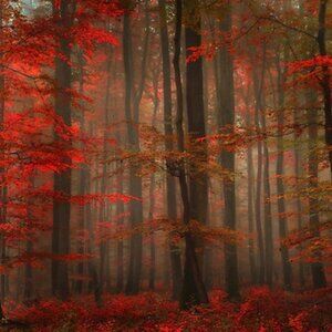 Meet your Posher, Fenomeno